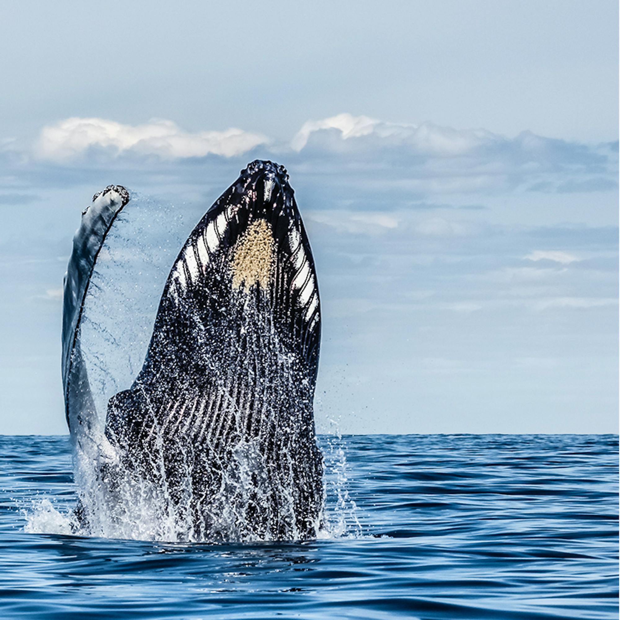 Humpback whale breaching