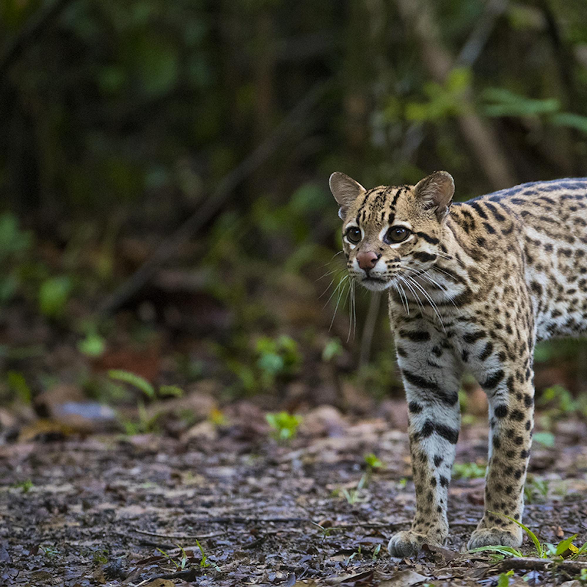 Ocelot