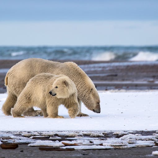 Polar bears