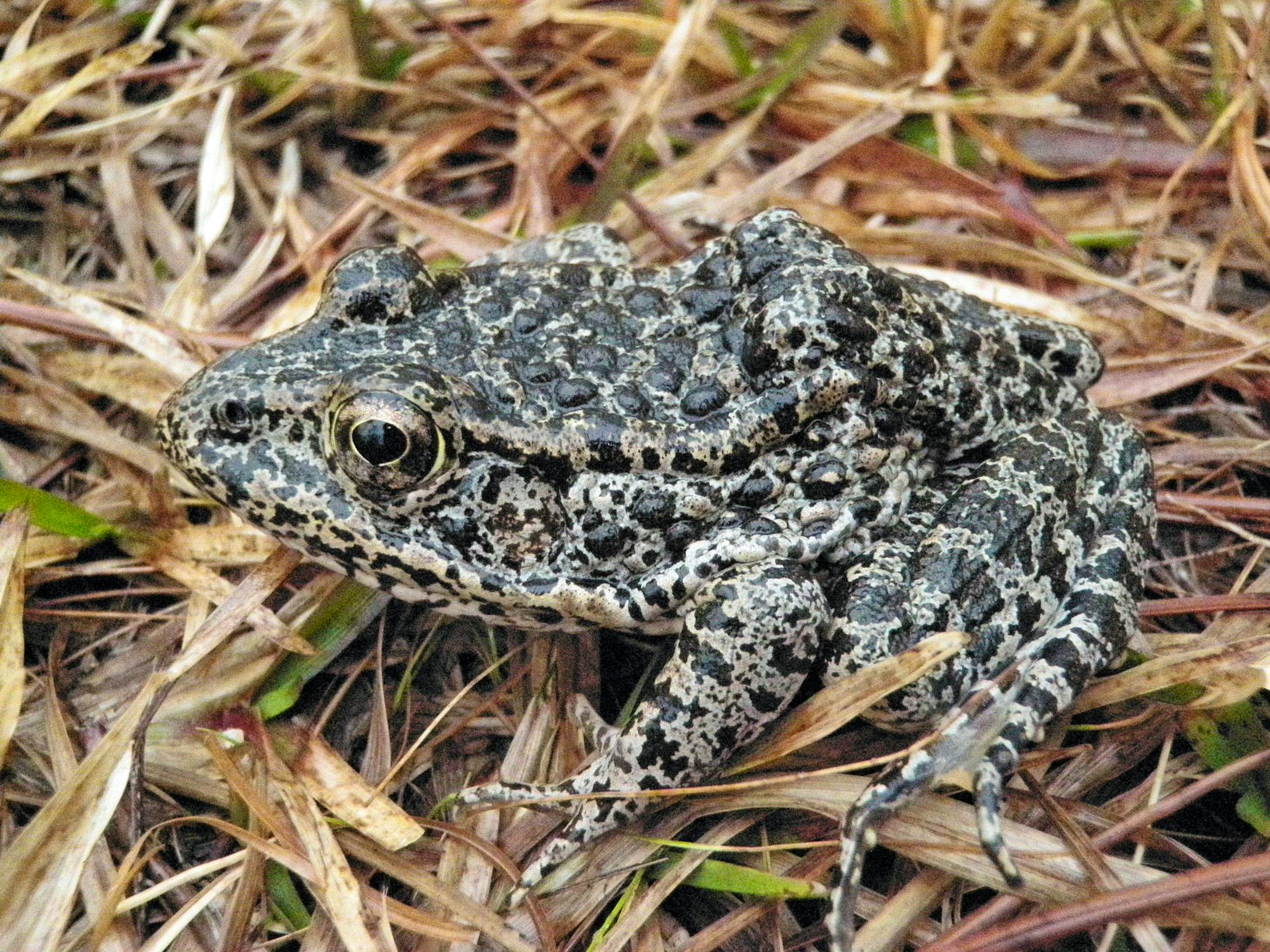 Dusky gopher frog