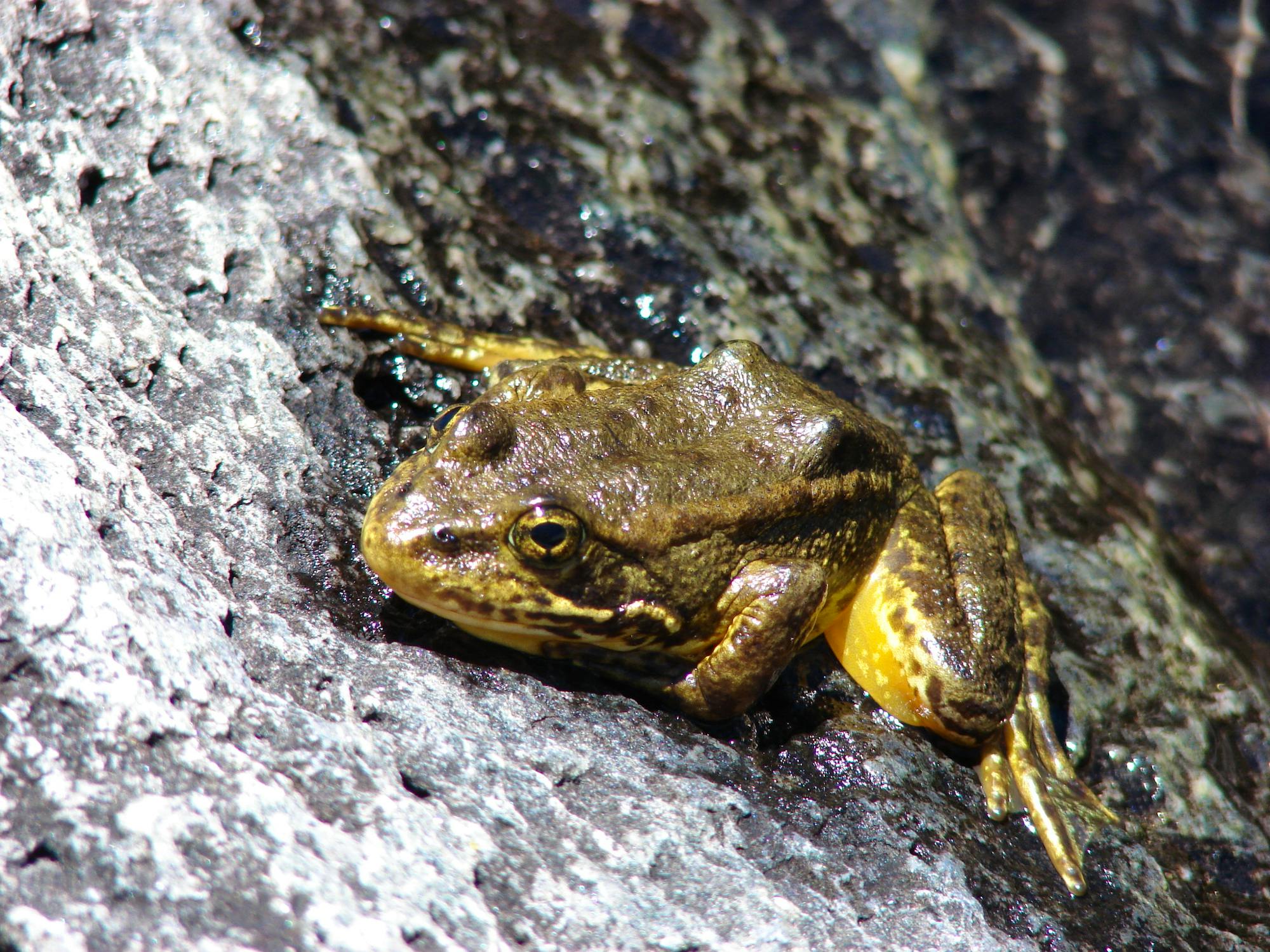 Mountain yellow-legged frog