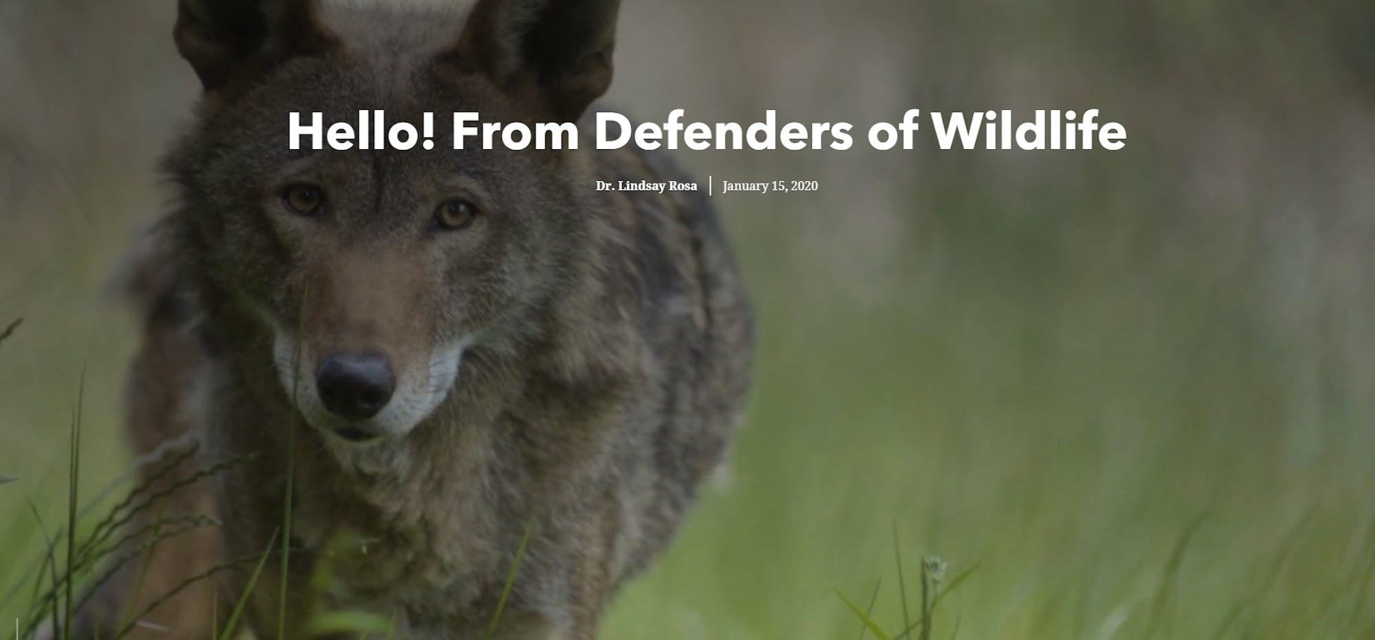 Welcome red wolf storymap screenshot