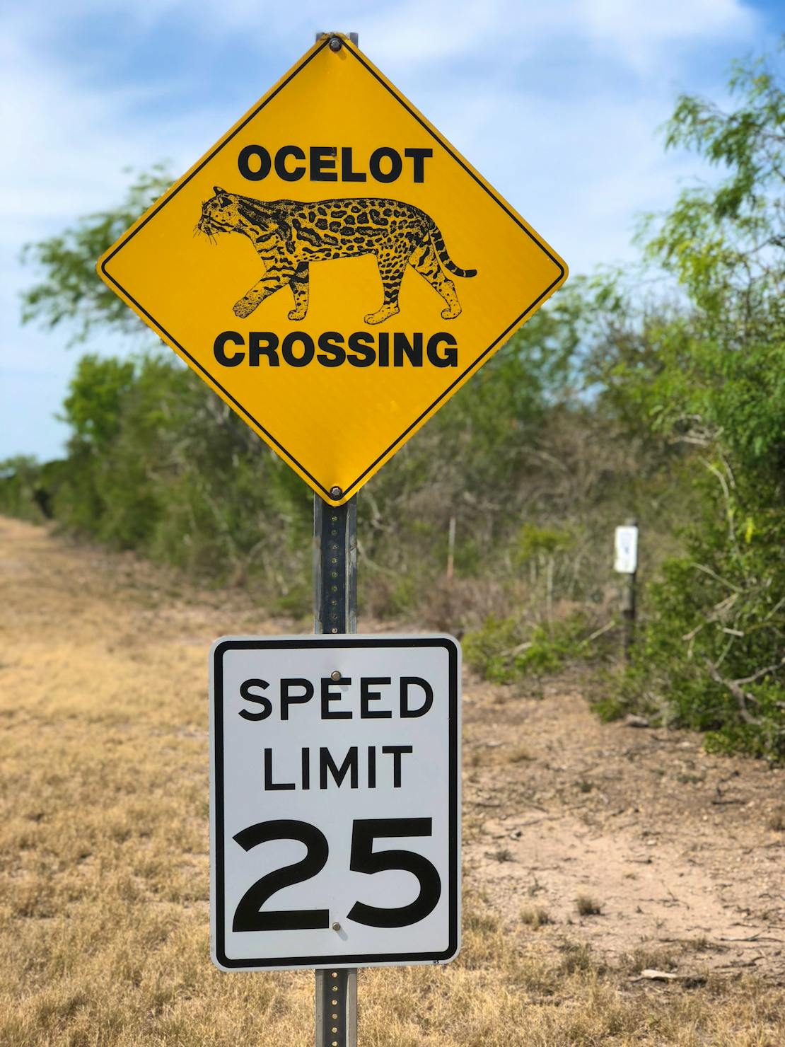 Ocelot crossing sign