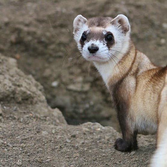 Black-footed Ferret 