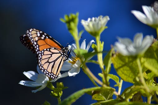 Monarch butterfly on white flower in California