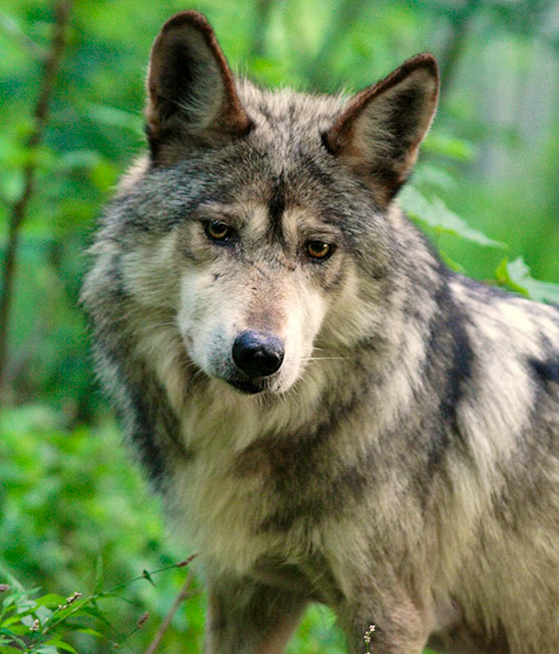 Mexican Gray Wolf