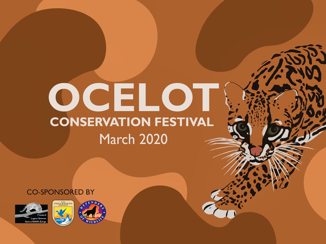 Ocelot conservation festival 2020