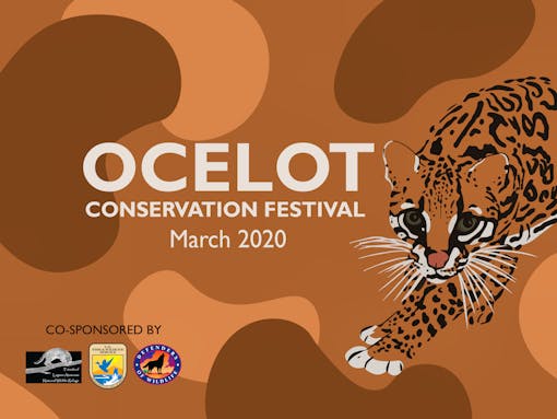 Ocelot conservation festival 2020