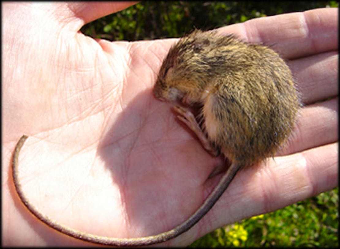 Prebles meadow jumping mouse