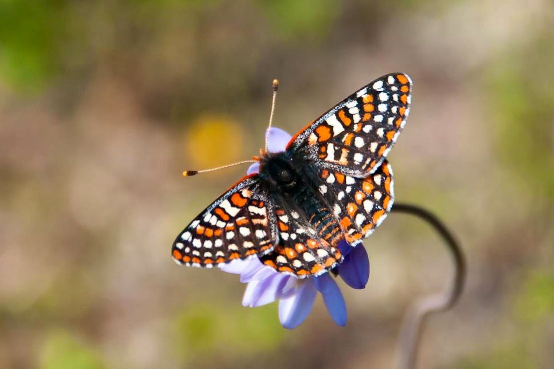 Quino checkerspot butterfly 