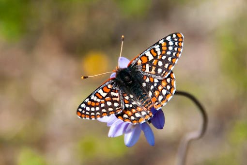 Quino checkerspot butterfly 