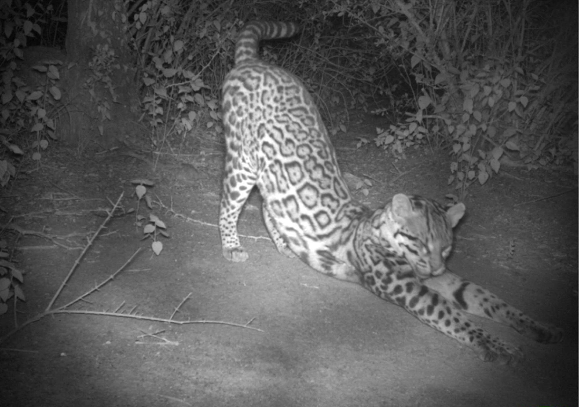 Ocelot caught on camera trap