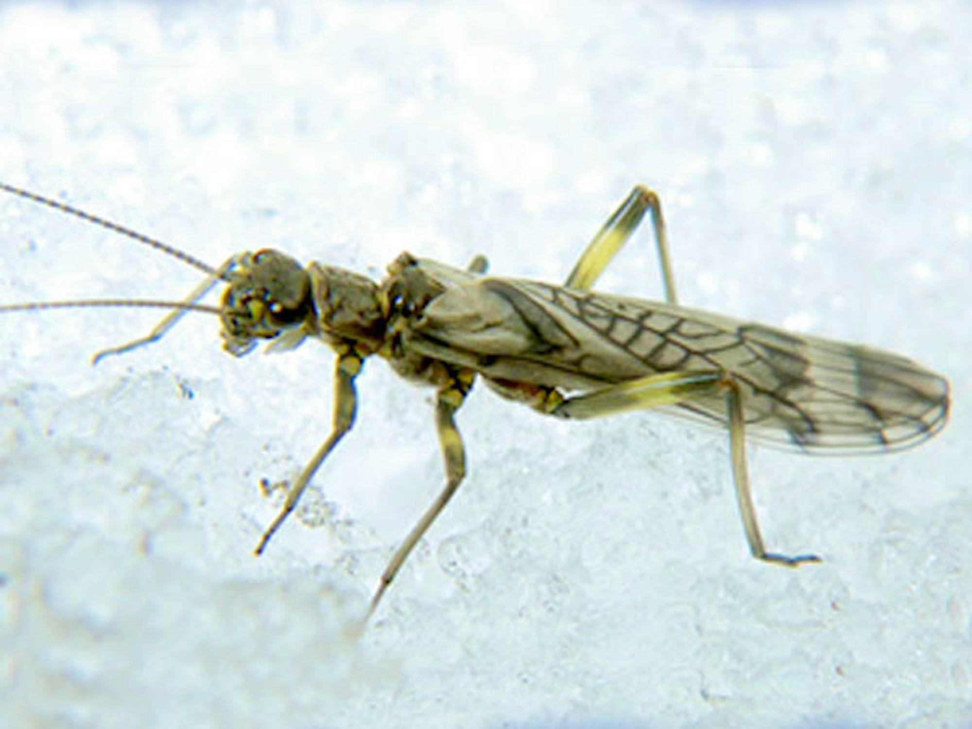 Western glacier stonefly