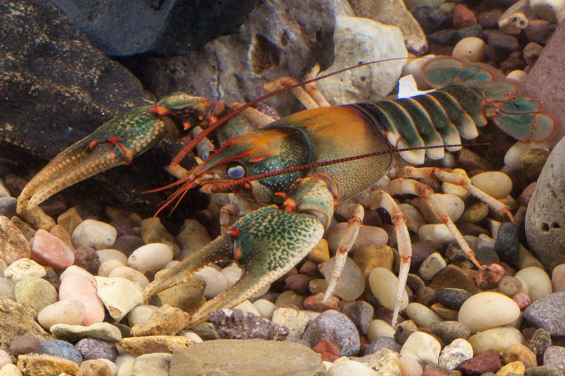 Chattooga River Crayfish