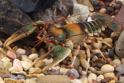 Chattooga River Crayfish 