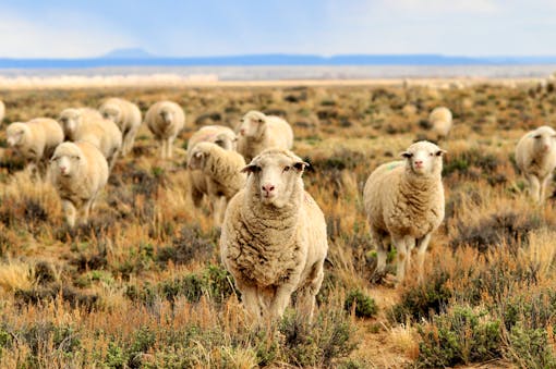 sheep trail past Seedskadee National Wildlife Refuge