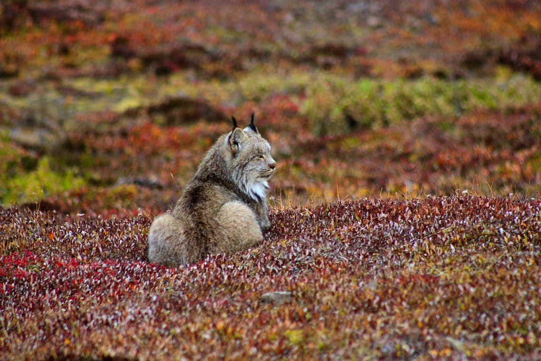 Lynx in Denali National Park