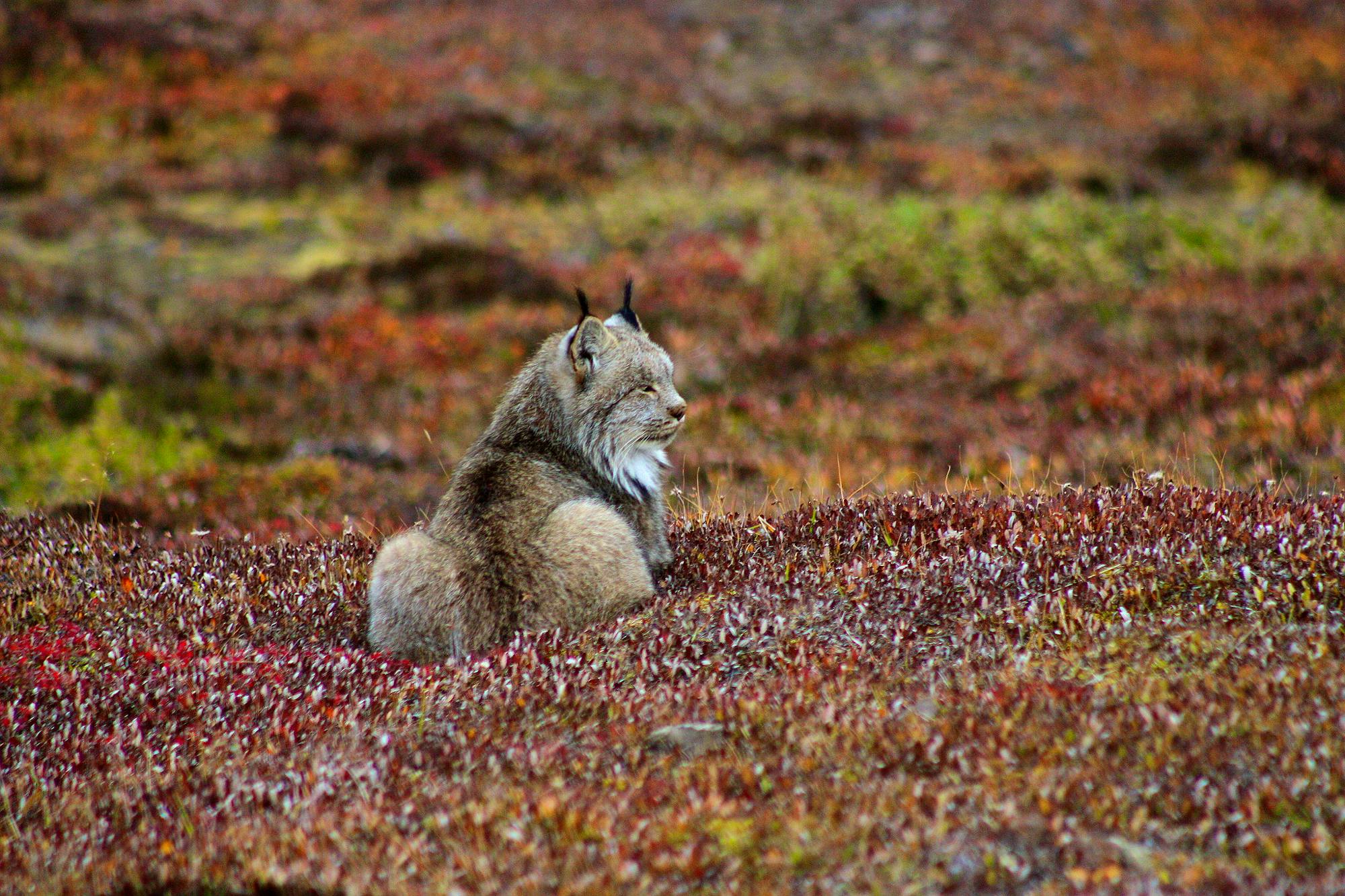 Lynx in Denali National Park