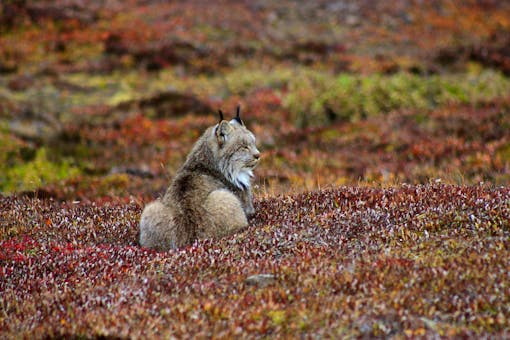 Lynx in Denali National Park