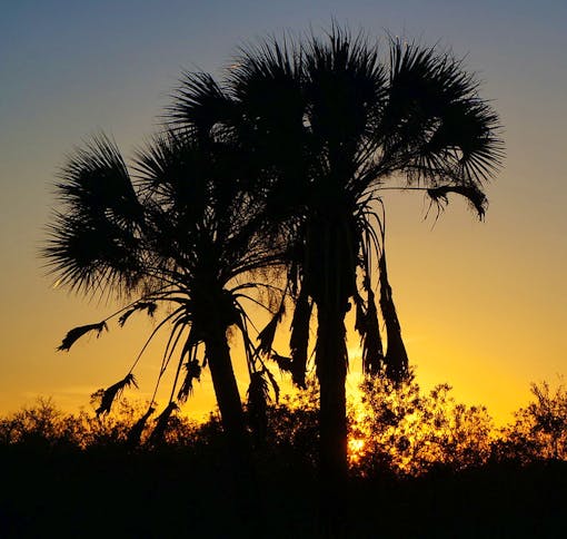 Sabal Palms at Sunset Big Cyrpress National Preserve 