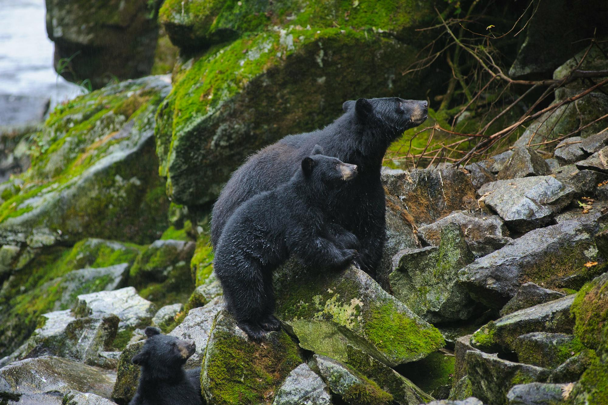 Black bears on rocks above Anan Creek Tongass NF 