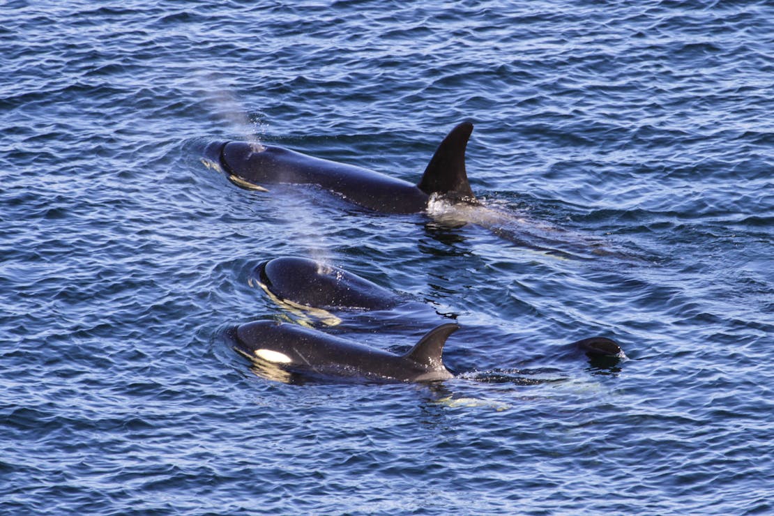 Orcas  J-17, J-46 (top) and J-53 (bottom) off East point