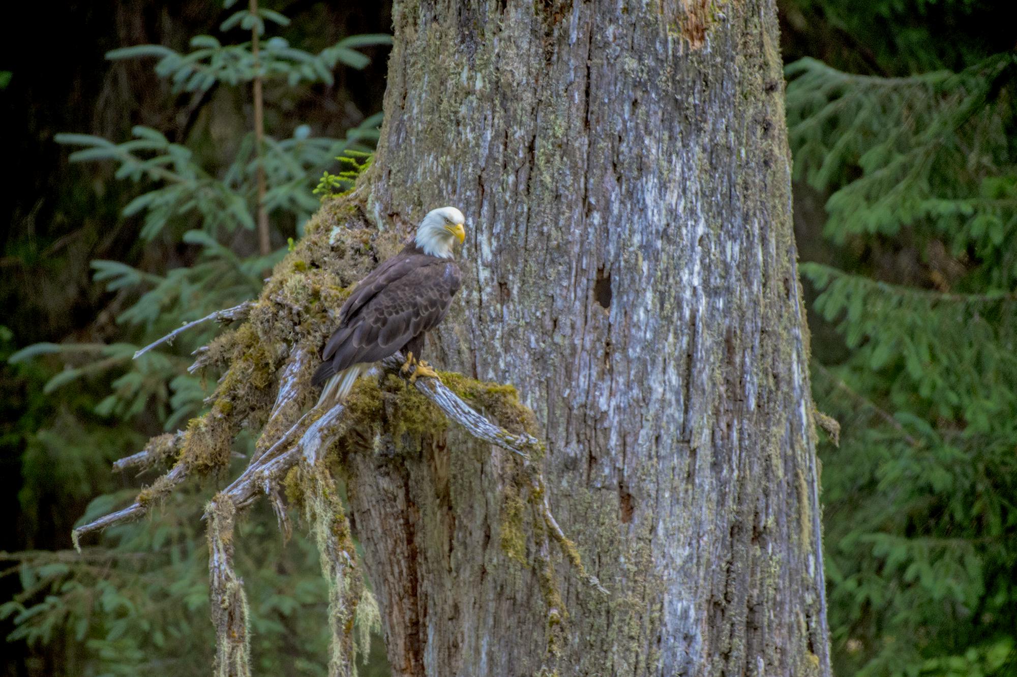 A bald eagle perched in a tree above Fish Creek in Hyder, Alaska