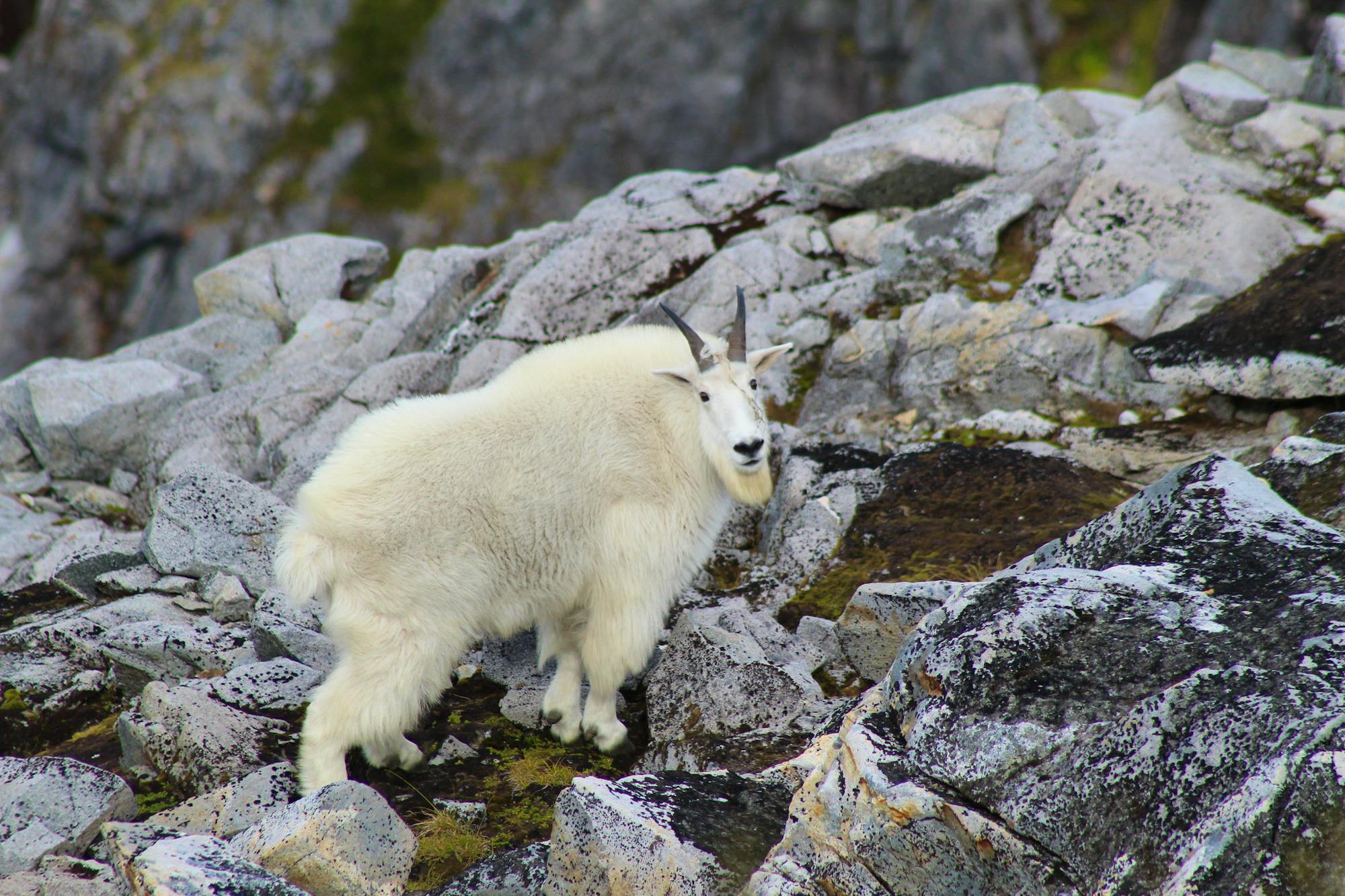 A mountain goat (Oreamnos americanus) near the summit of Northbird Mountain, Revilla Island. Tongass National Forest, Ketchikan Misty Fjords Ranger District, September 2018. 