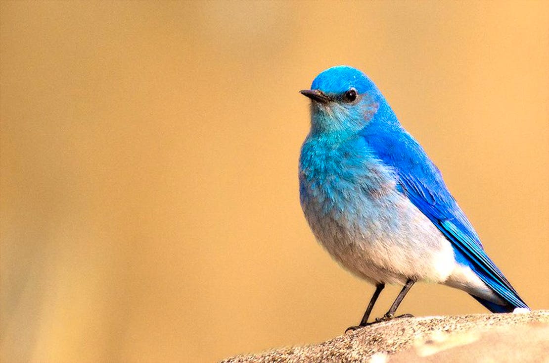 Mountain bluebird Great Sand Dunes National Park 