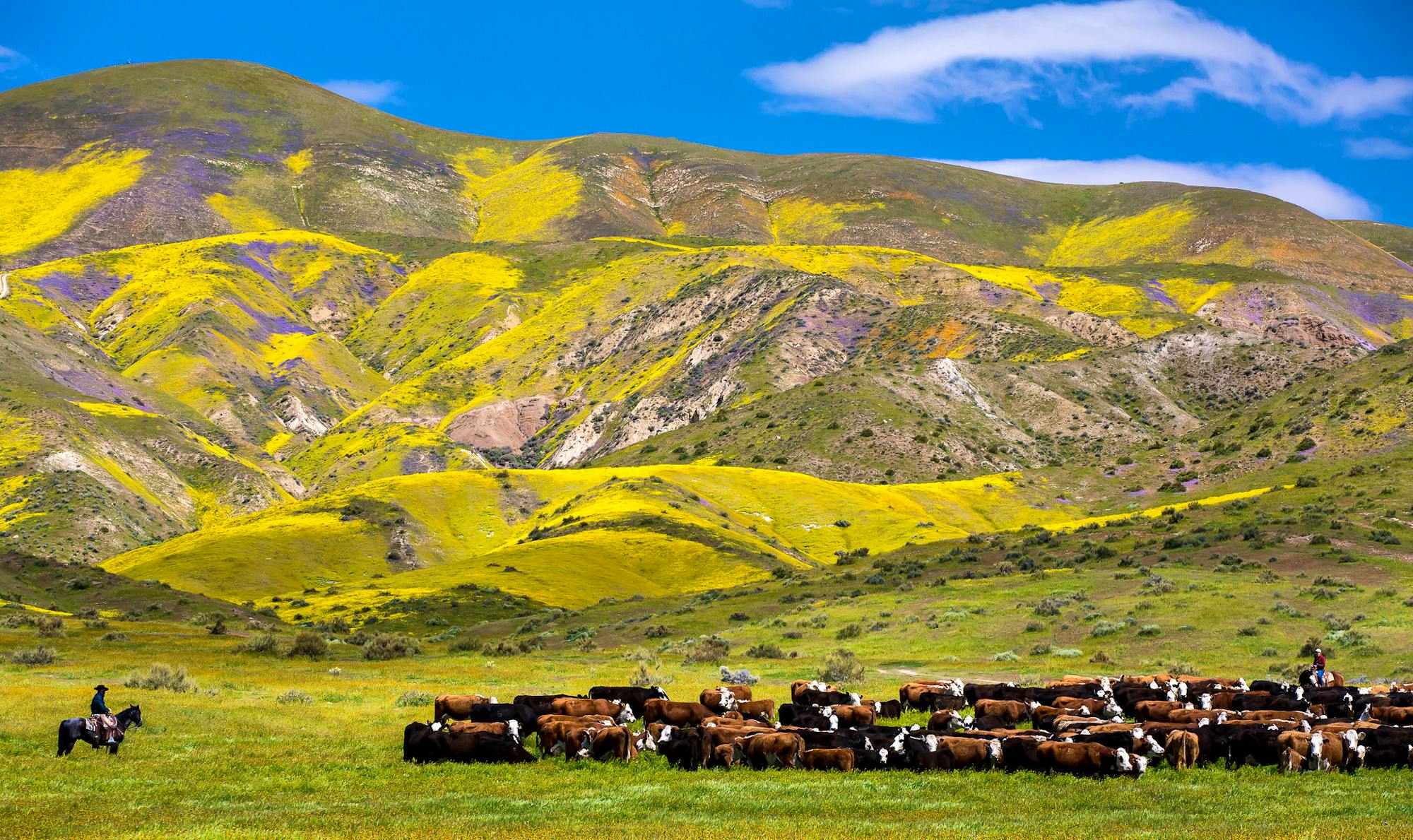 Carrizo Plain National Monument with cattle