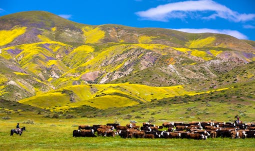 Carrizo Plain National Monument with cattle