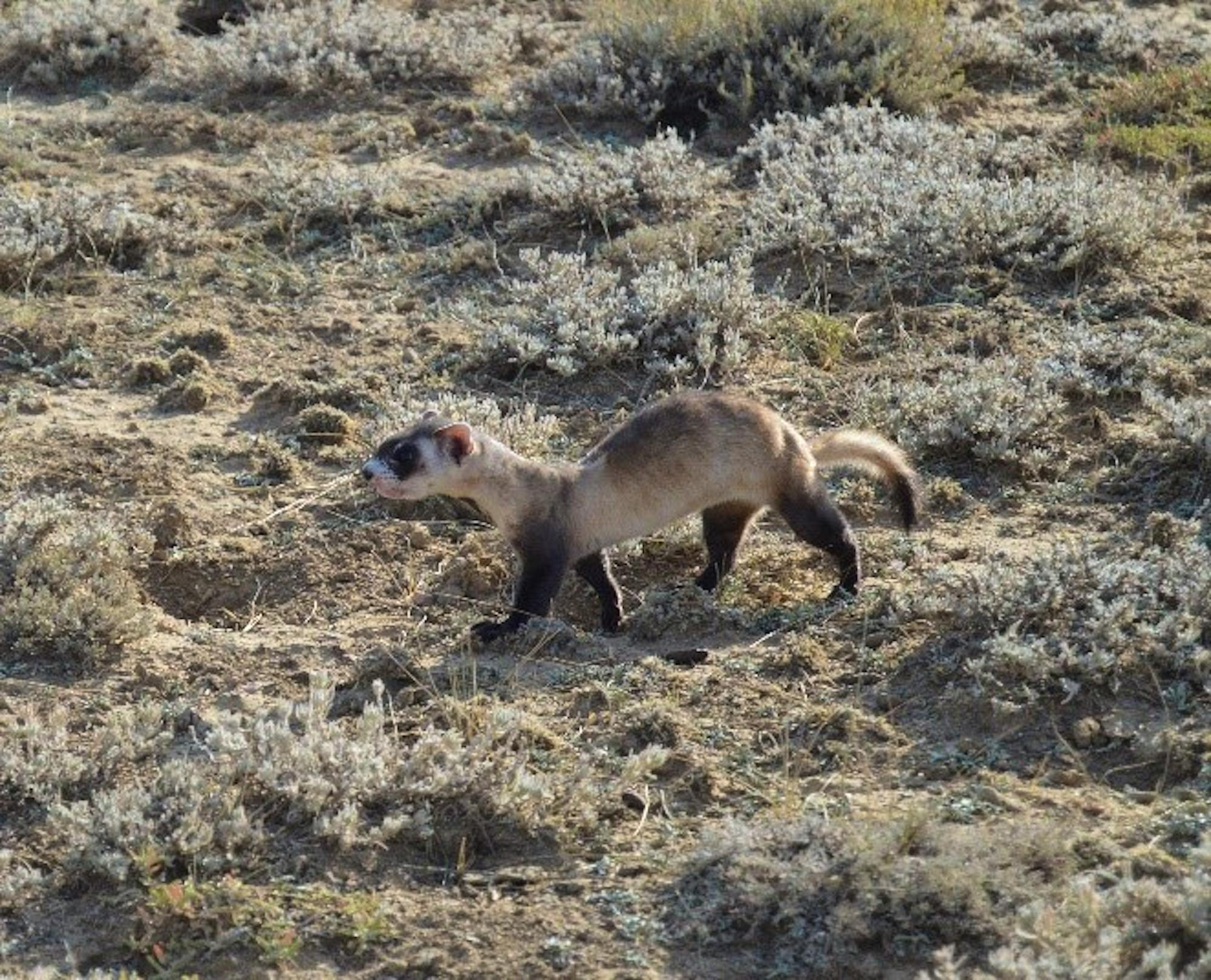 Black-footed ferret, a rare site during the day as these animals are nocturnal