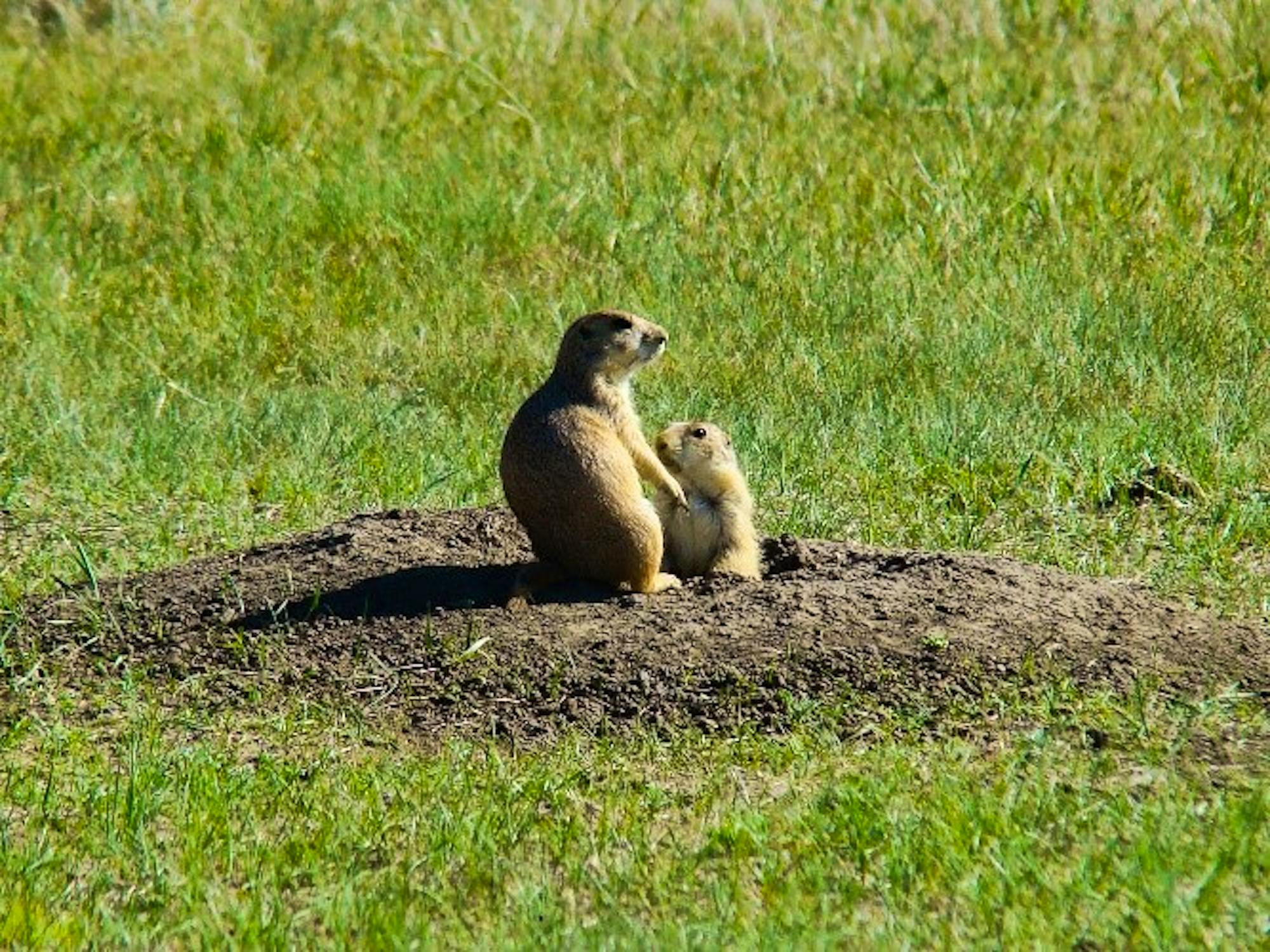 Female black-tailed prairie dog tending to her young 