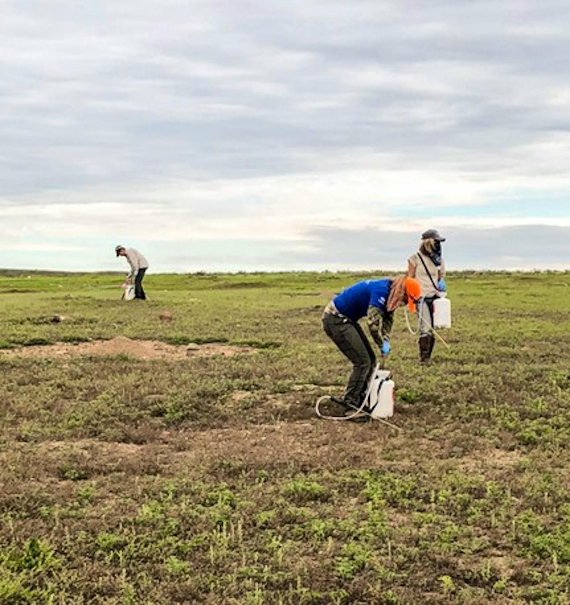 Field representatives with Defenders and HSUS apply Delta dust to prairie dog burrows to protect against plague 