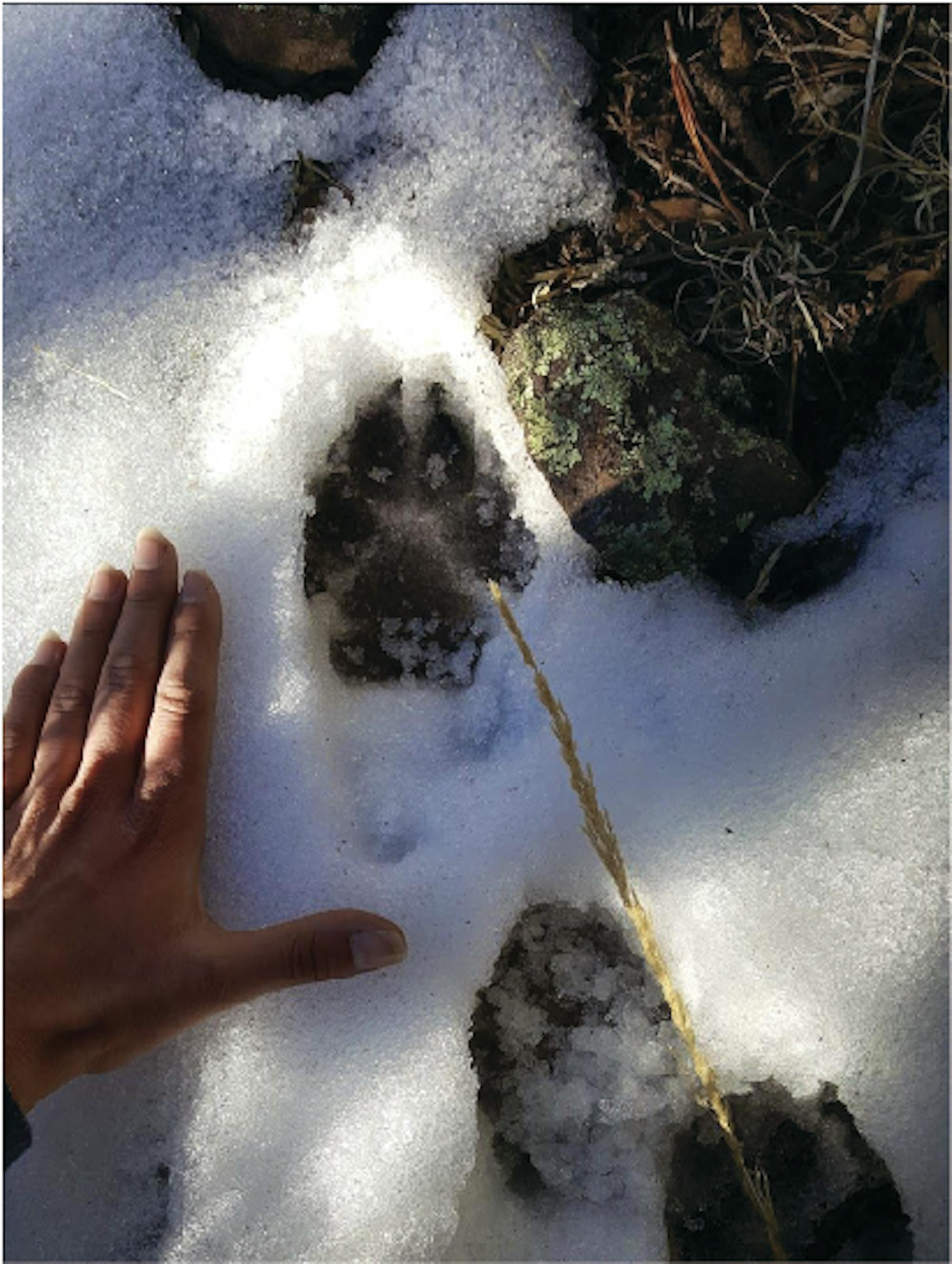 Mexican gray wolf pawprints