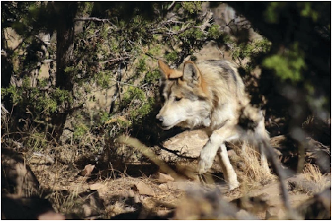 Mexican gray wolf