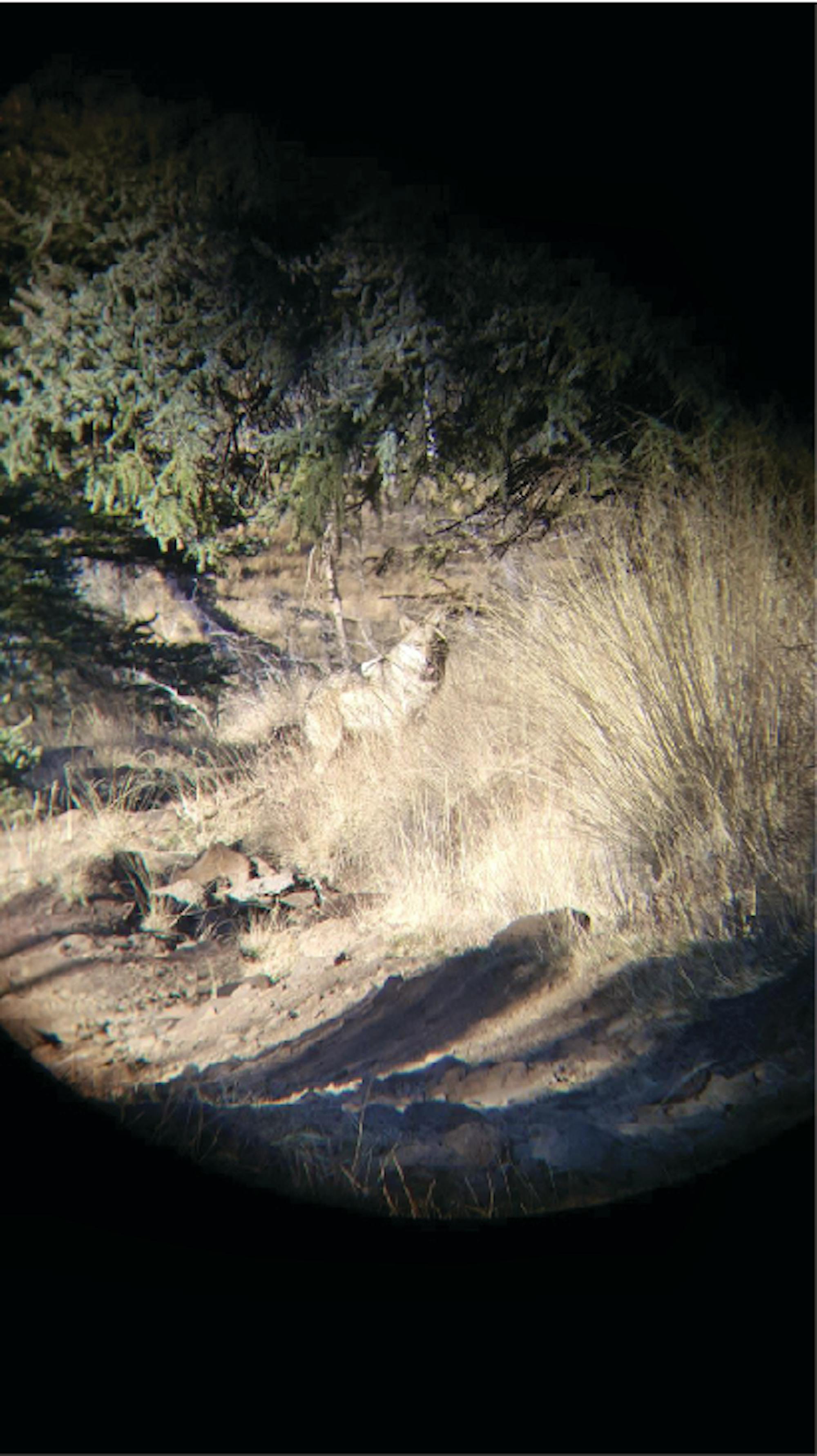 Mexican gray wolf in the grass