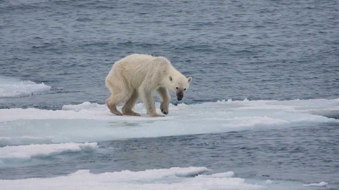 Endangered arctic starving polar bear