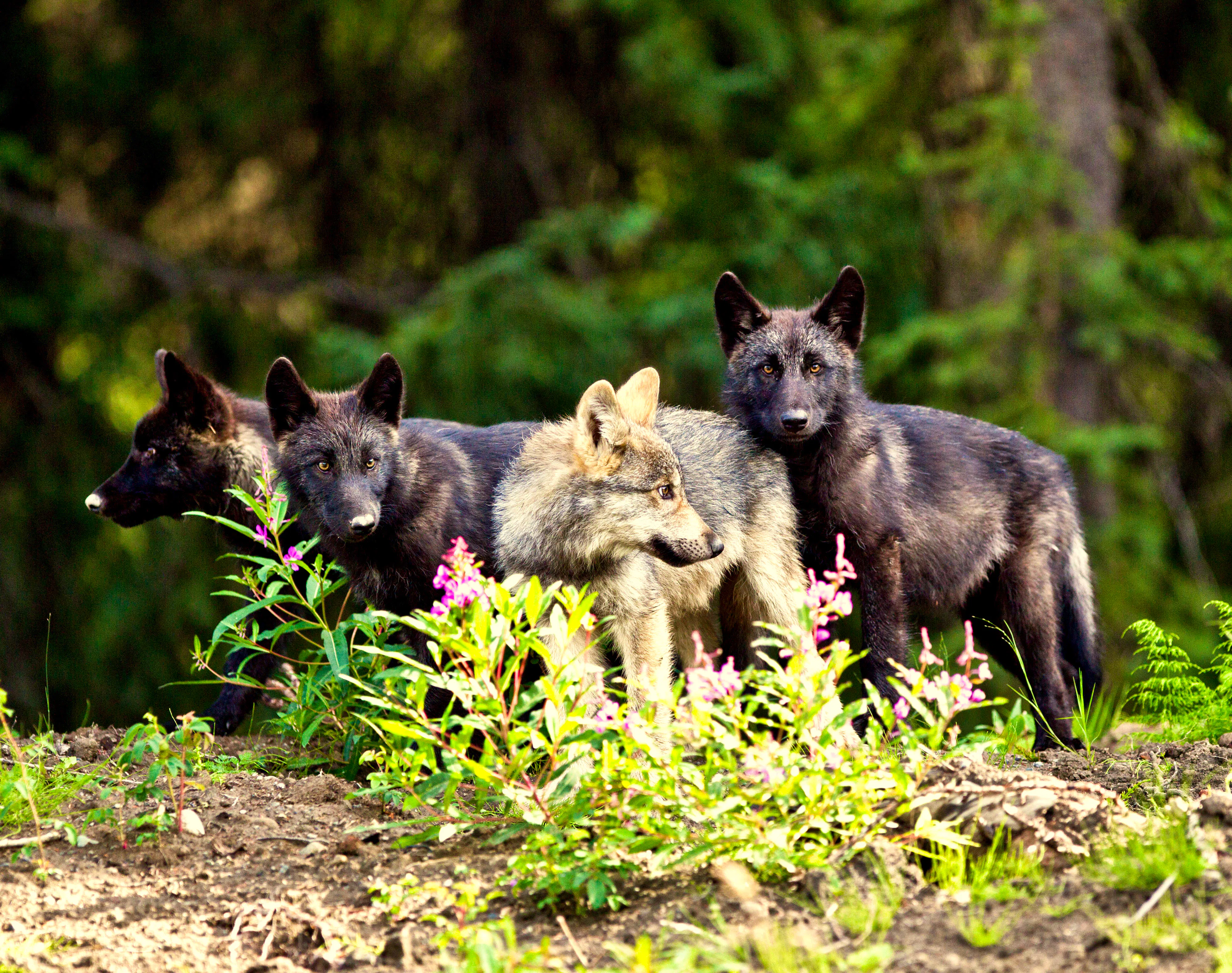 Wolf pups near Telegraph Creek, British Columbia