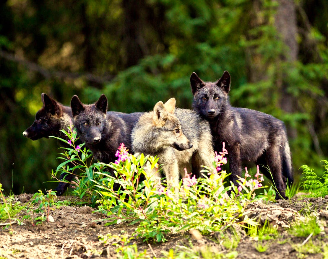 Wolf pups near Telegraph Creek, British Columbia