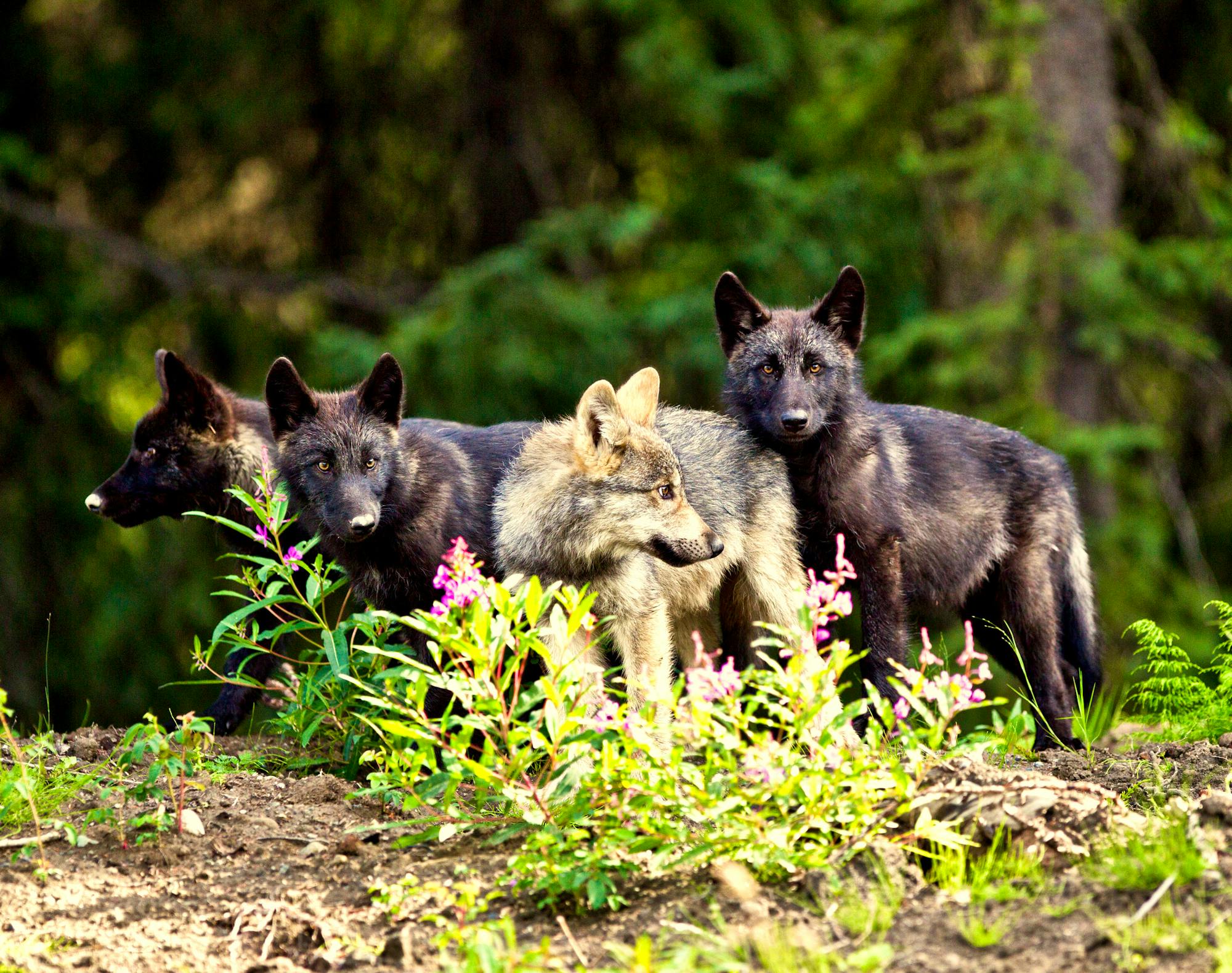 Wolf pups near Telegraph Creek, British Columbia