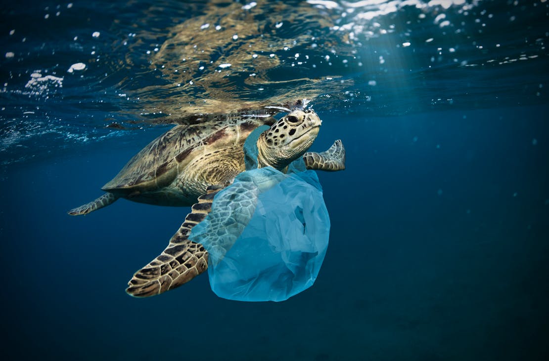 Sea turtle with plastic bag