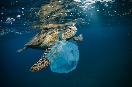 Sea turtle with plastic bag