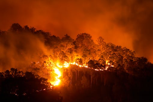 Wildfire blaze in a forest