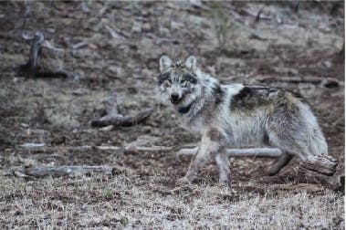Mexican gray wolf mp1911