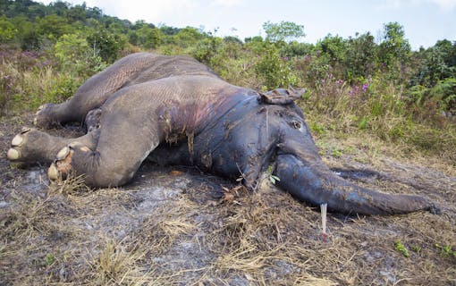 Dead elephant