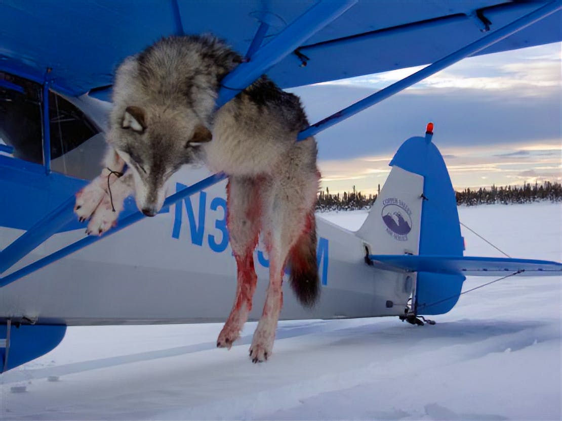 Bloody wolf killed with plane
