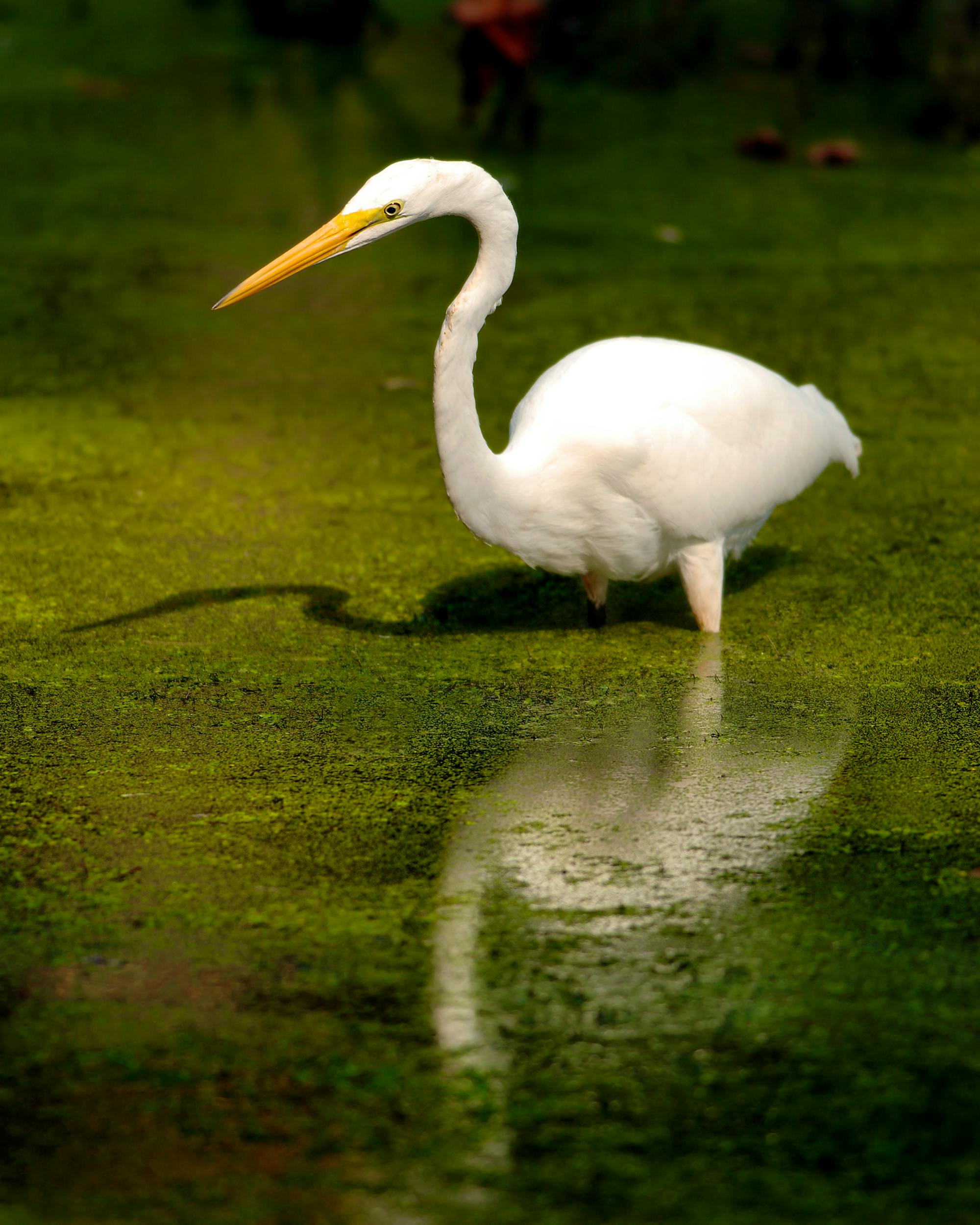 Great Egret Wading in Marsh