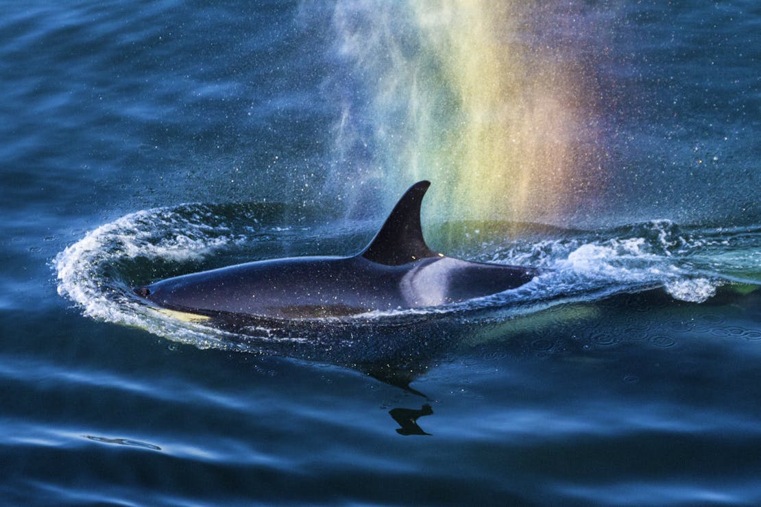 Orca J-16 rainblow