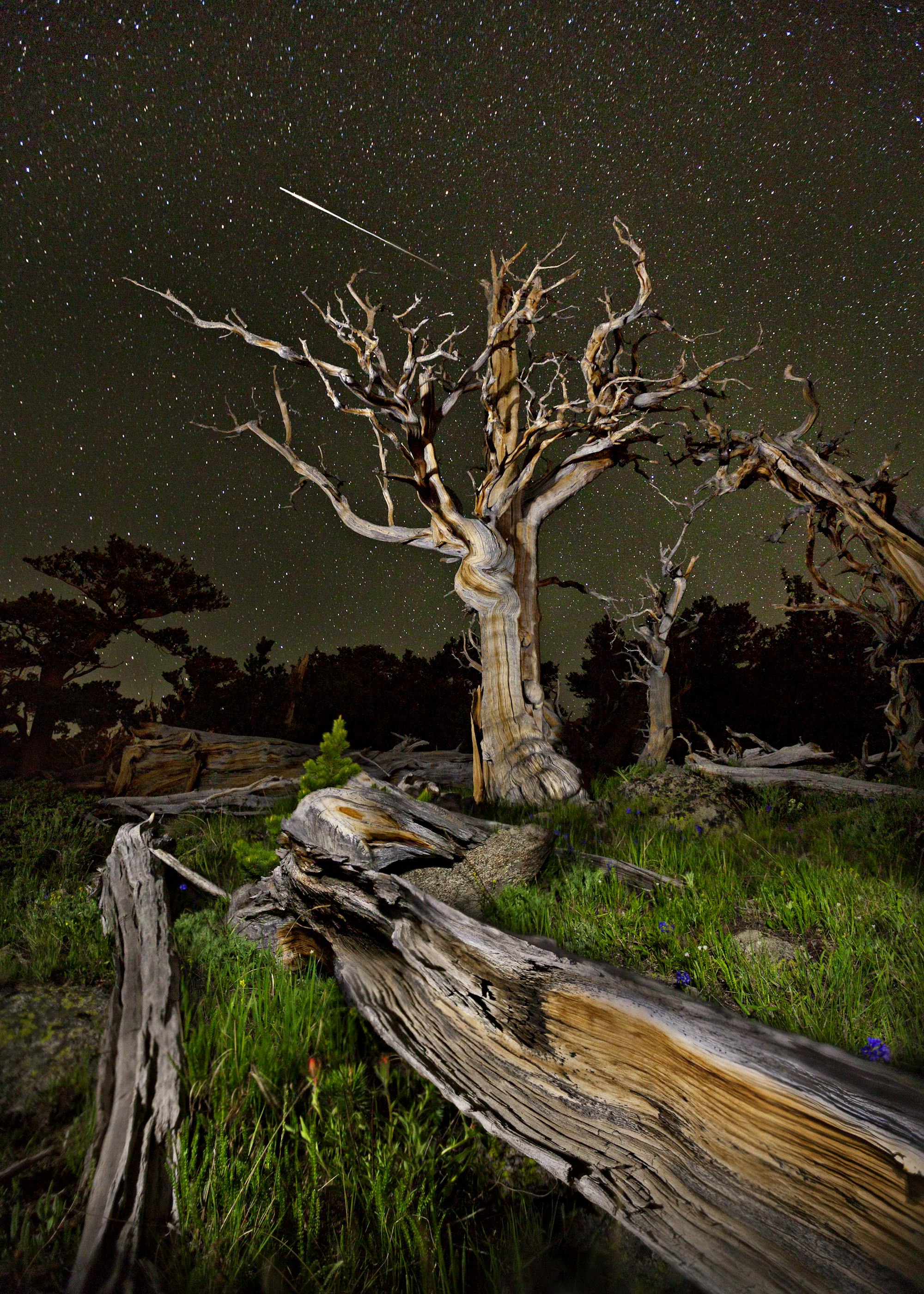 Shooting star in Colorado over bristlecone